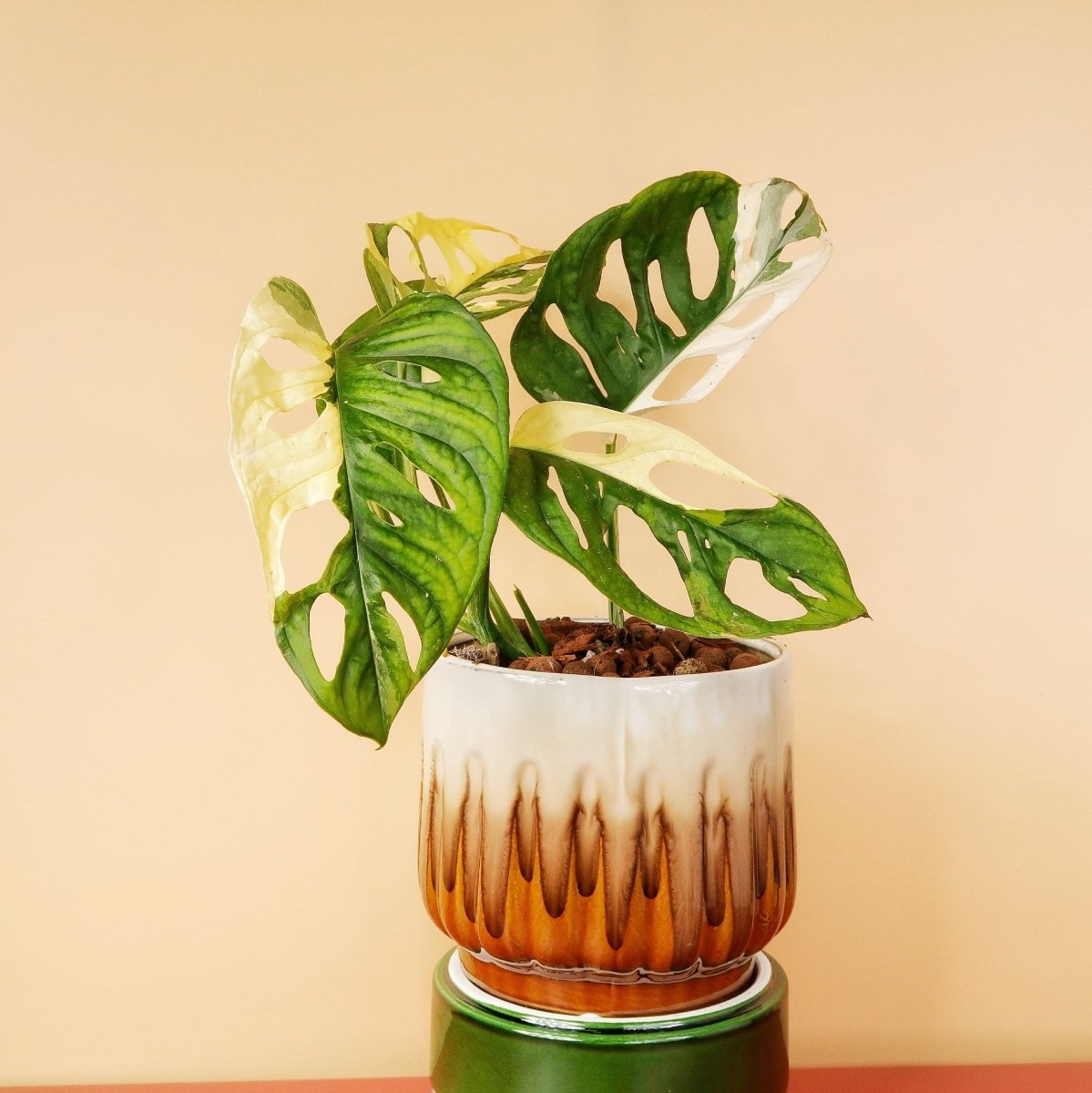 MONSTERA ADANSONII VARIEGATA online bestellen bei potflourri