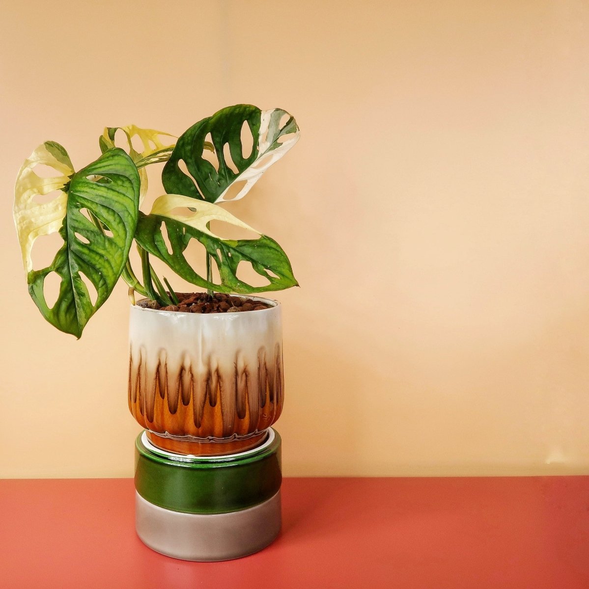 MONSTERA ADANSONII VARIEGATA online bestellen bei potflourri