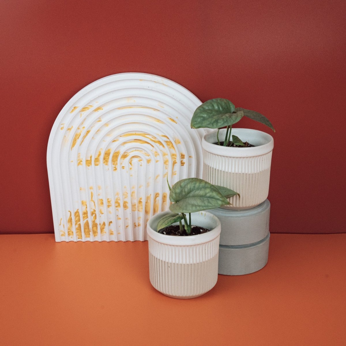 MONSTERA AMYDRIUM MEDIUM SILVER online bestellen bei potflourri