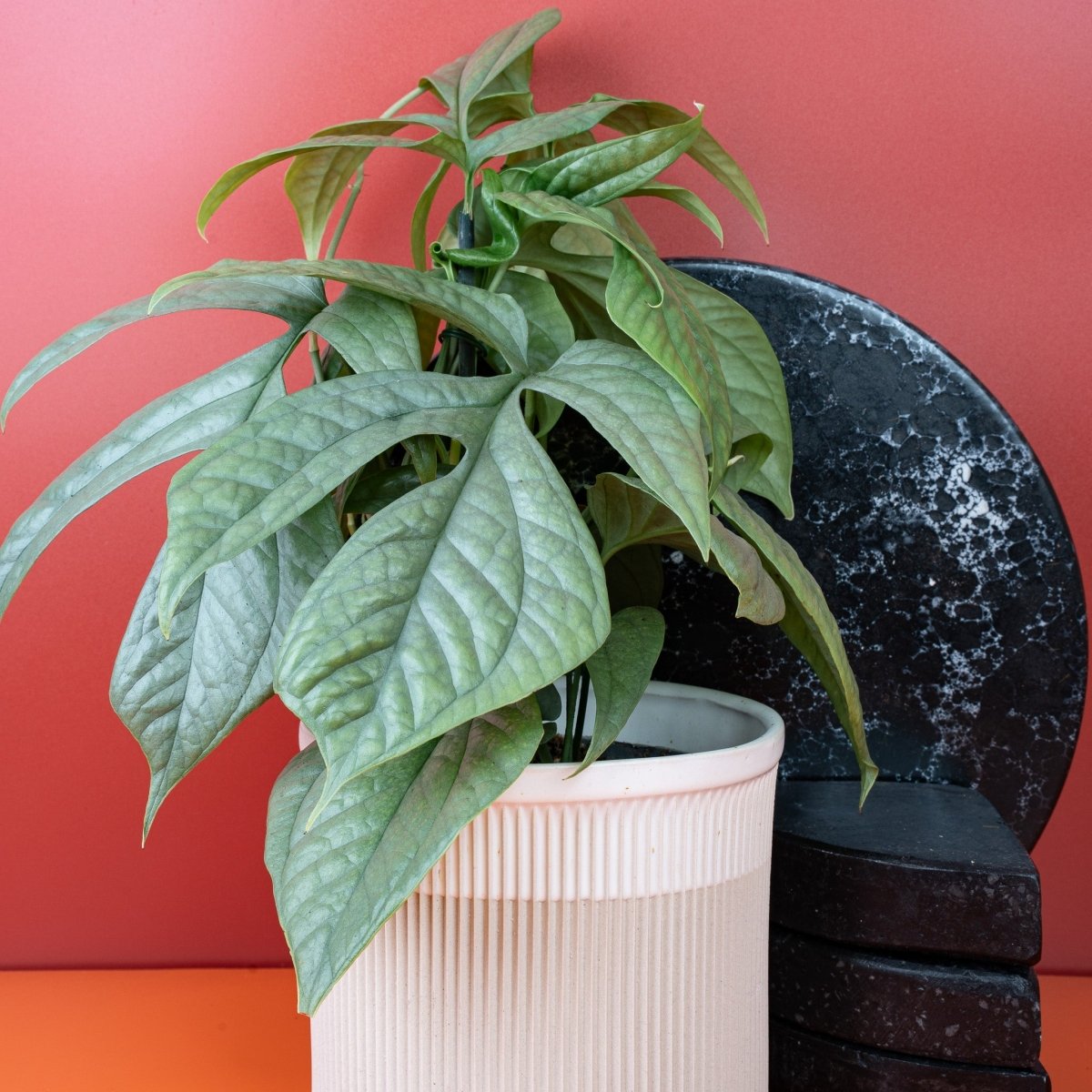 MONSTERA AMYDRIUM MEDIUM SILVER online bestellen bei potflourri