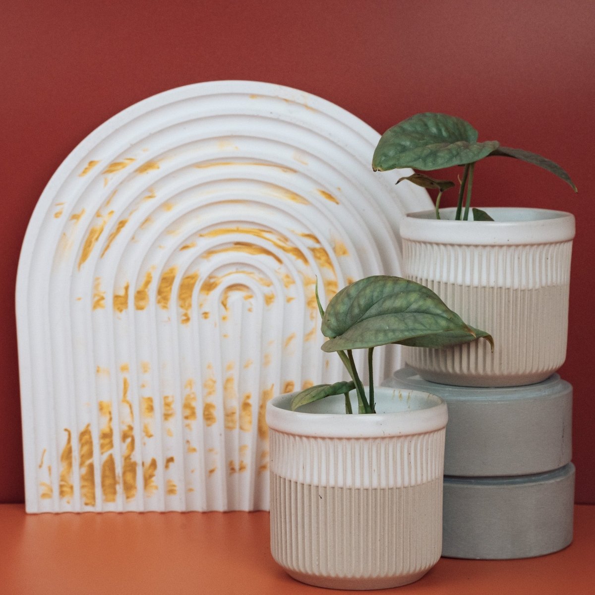 MONSTERA AMYDRIUM MEDIUM SILVER online bestellen bei potflourri