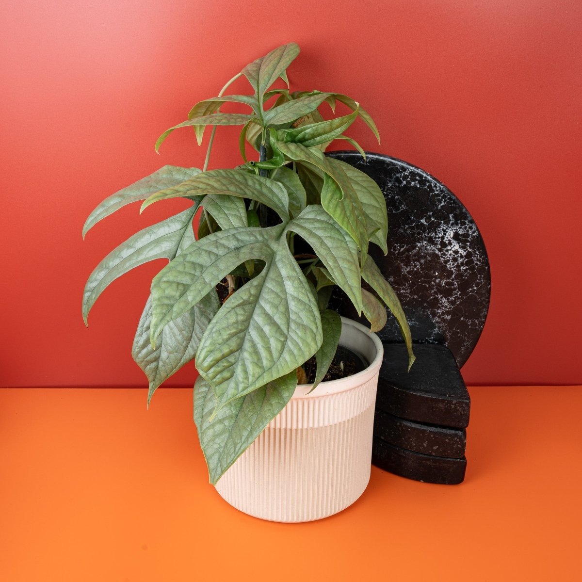 MONSTERA AMYDRIUM MEDIUM SILVER online bestellen bei potflourri