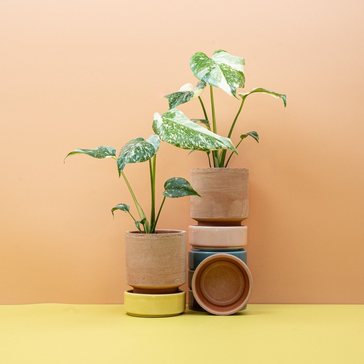 creme brulee monstera MONSTERA CREME BRULEE online kaufen bei potflourri