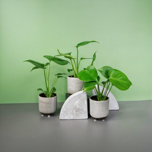 MONSTERA DELICIOSA online bestellen bei potflourri