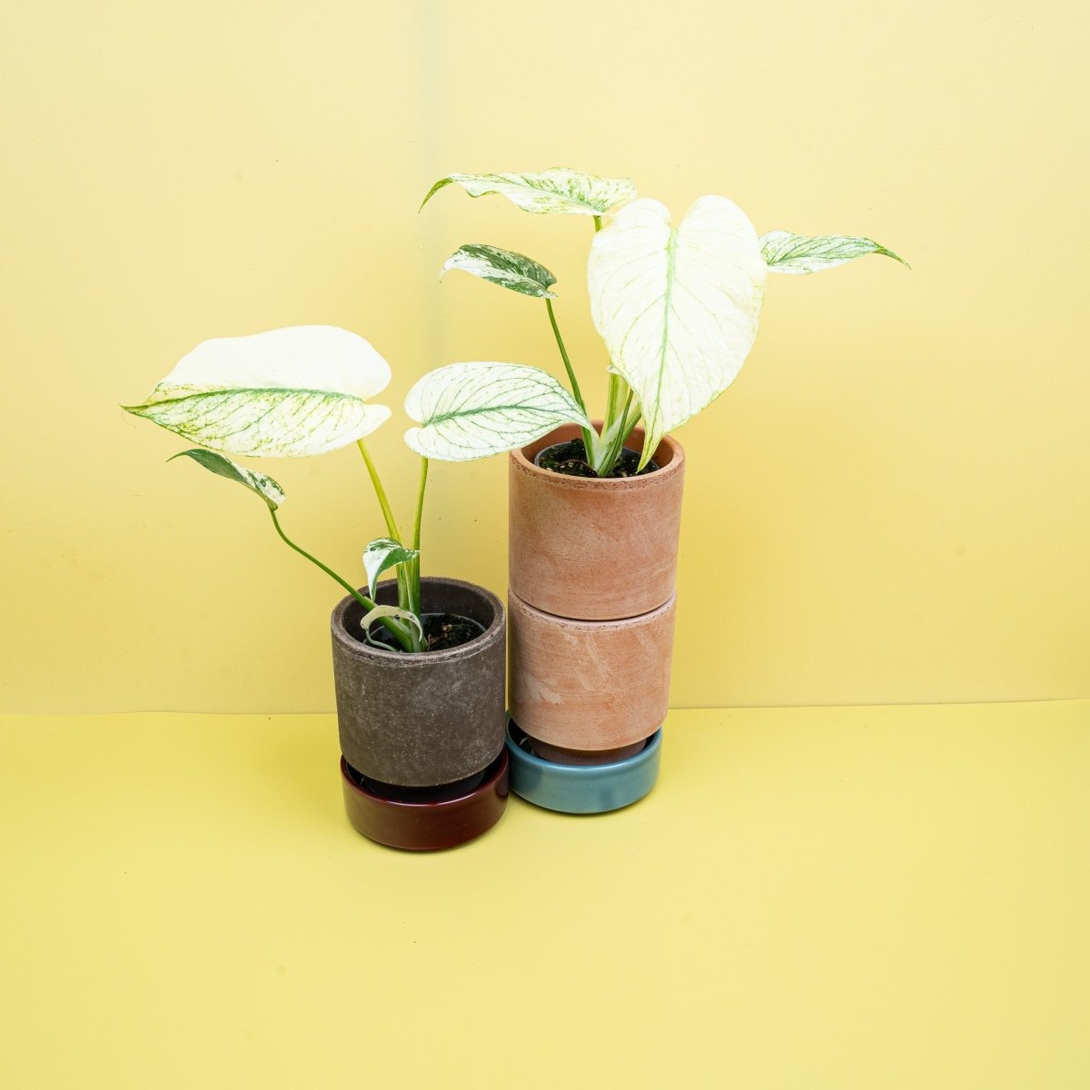 MONSTERA DELICIOSA VARIEGATA MINT online bestellen bei potflourri