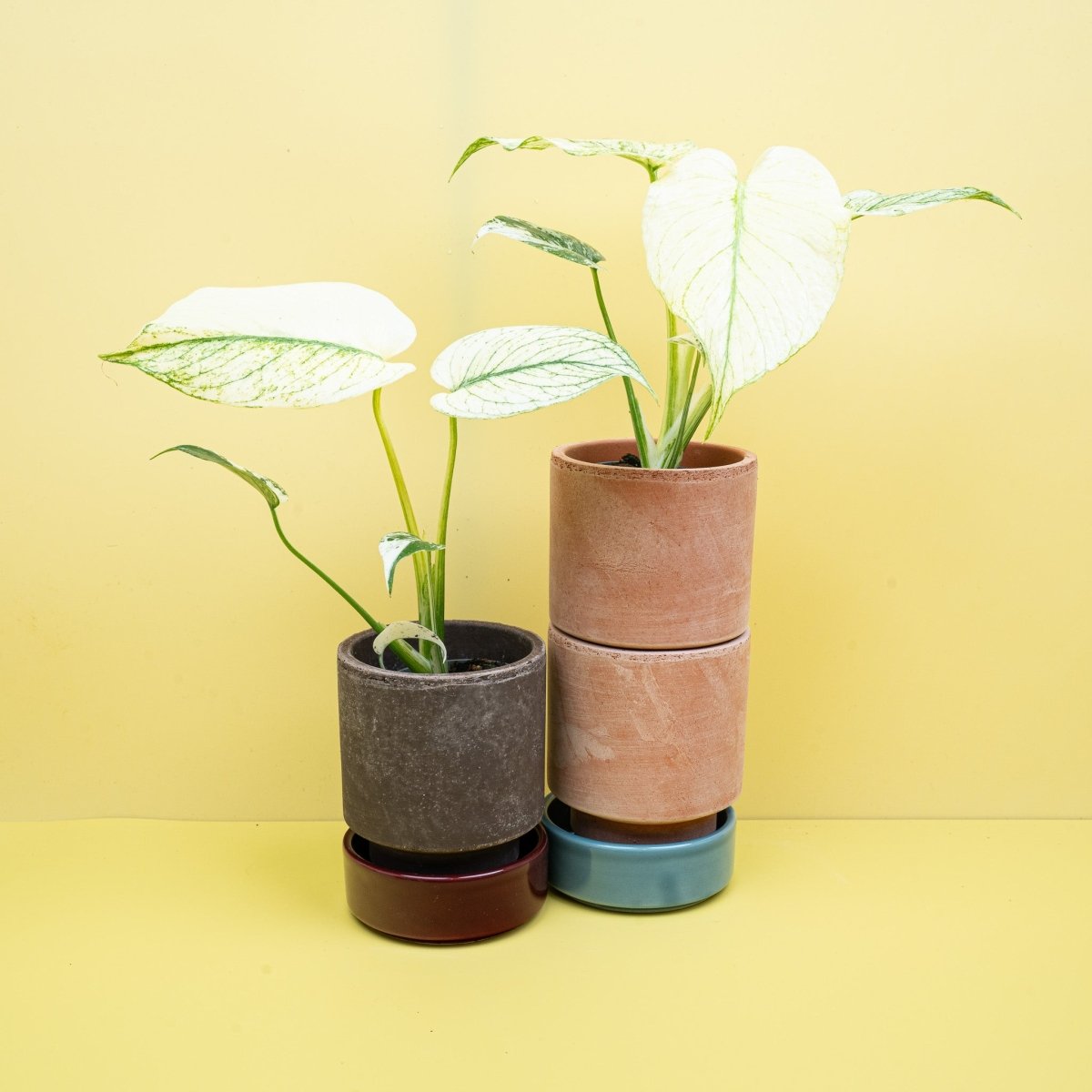 MONSTERA DELICIOSA VARIEGATA MINT online bestellen bei potflourri