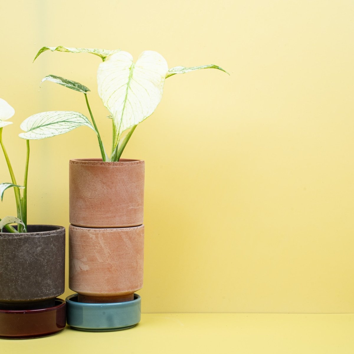 MONSTERA DELICIOSA VARIEGATA MINT online bestellen bei potflourri