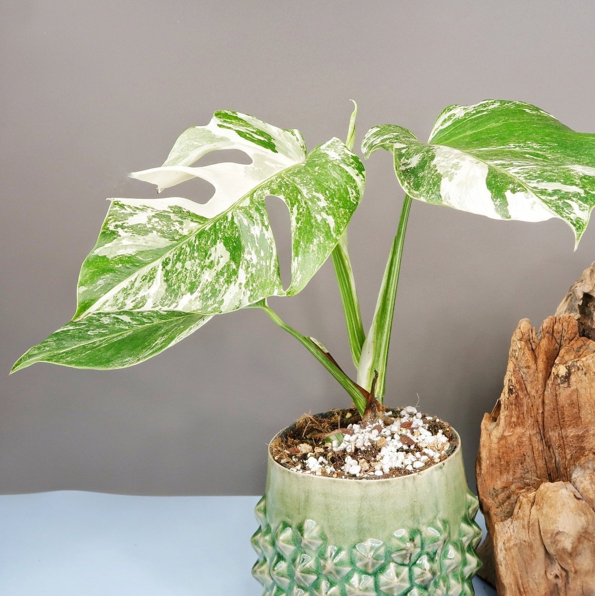 MONSTERA DELICIOSA VARIEGATA online bestellen bei potflourri