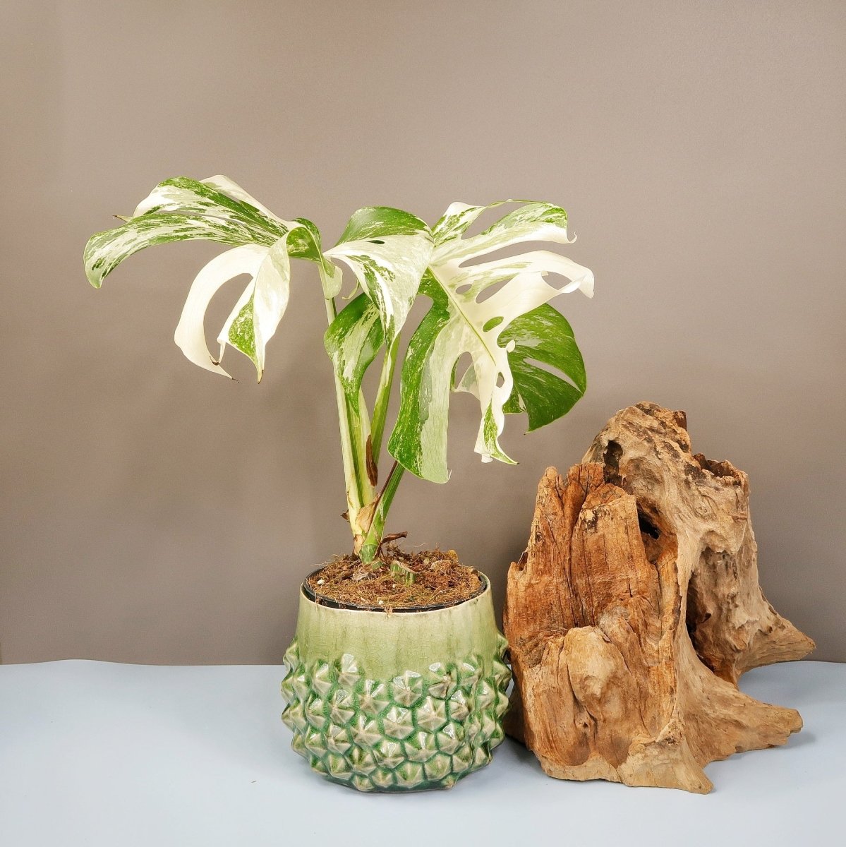 MONSTERA DELICIOSA VARIEGATA online bestellen bei potflourri