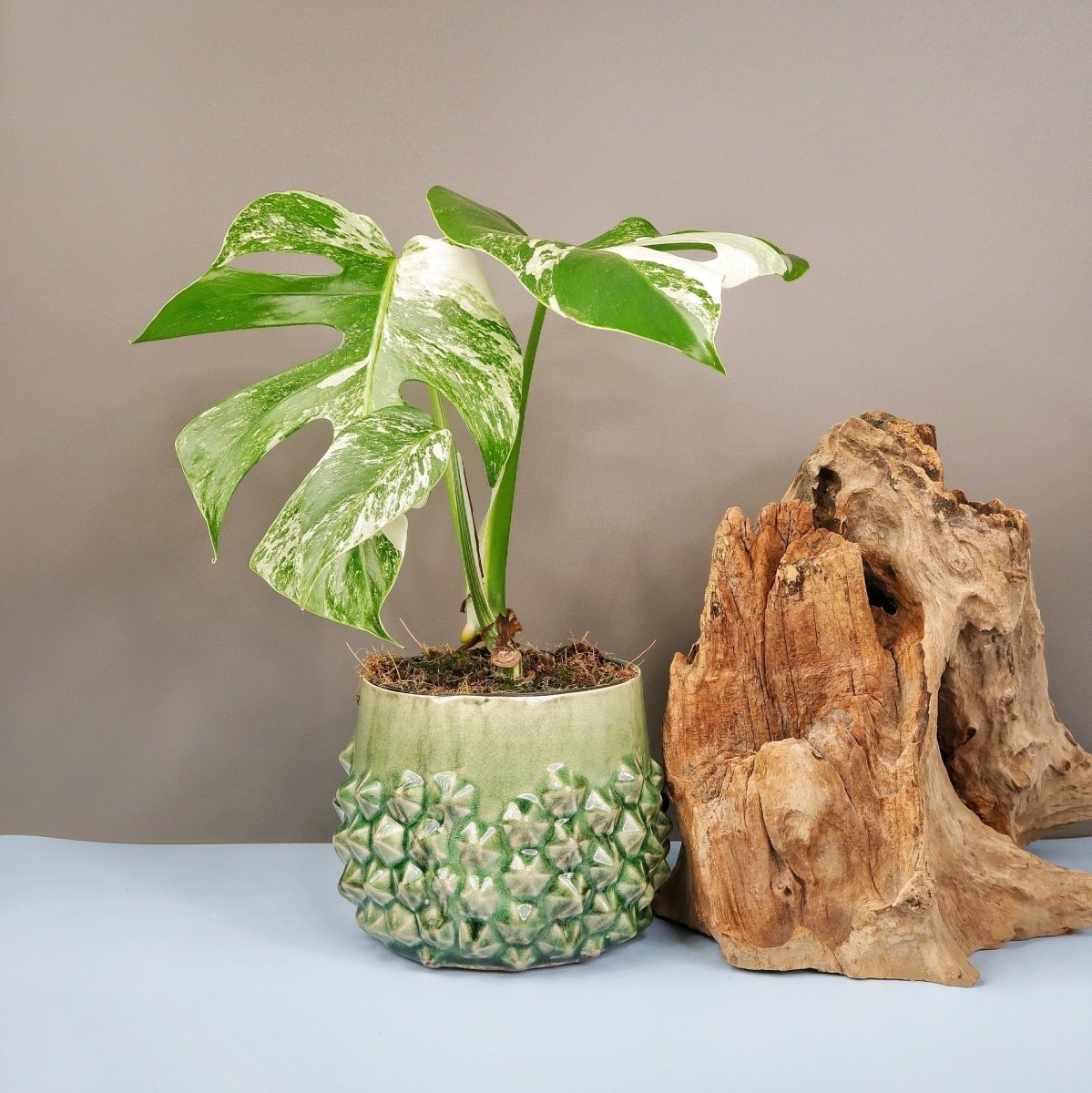 MONSTERA DELICIOSA VARIEGATA online bestellen bei potflourri