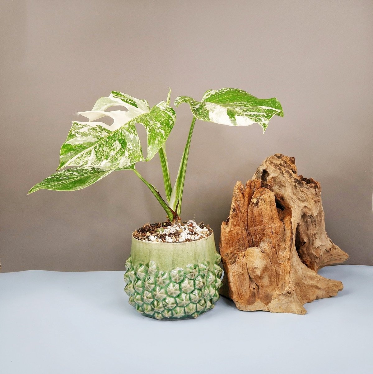 MONSTERA DELICIOSA VARIEGATA online bestellen bei potflourri