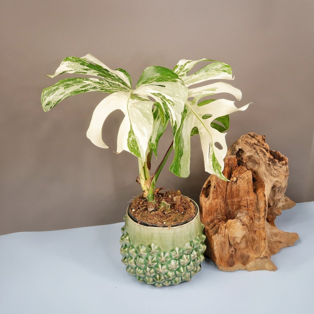 MONSTERA DELICIOSA VARIEGATA online bestellen bei potflourri