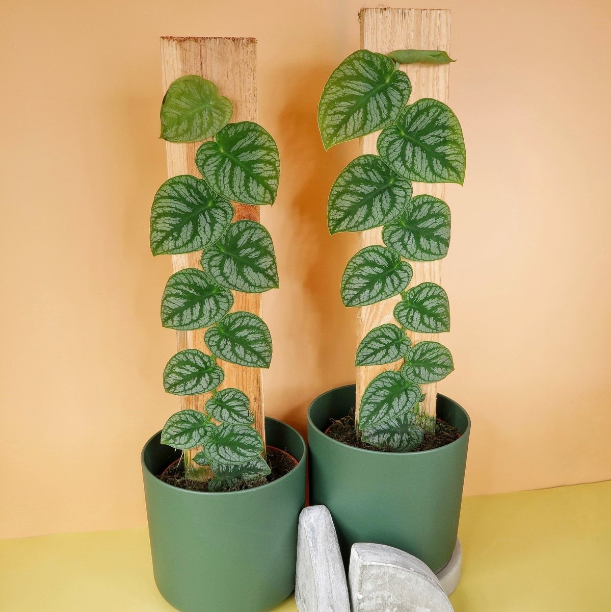 MONSTERA DUBIA online bestellen bei potflourri