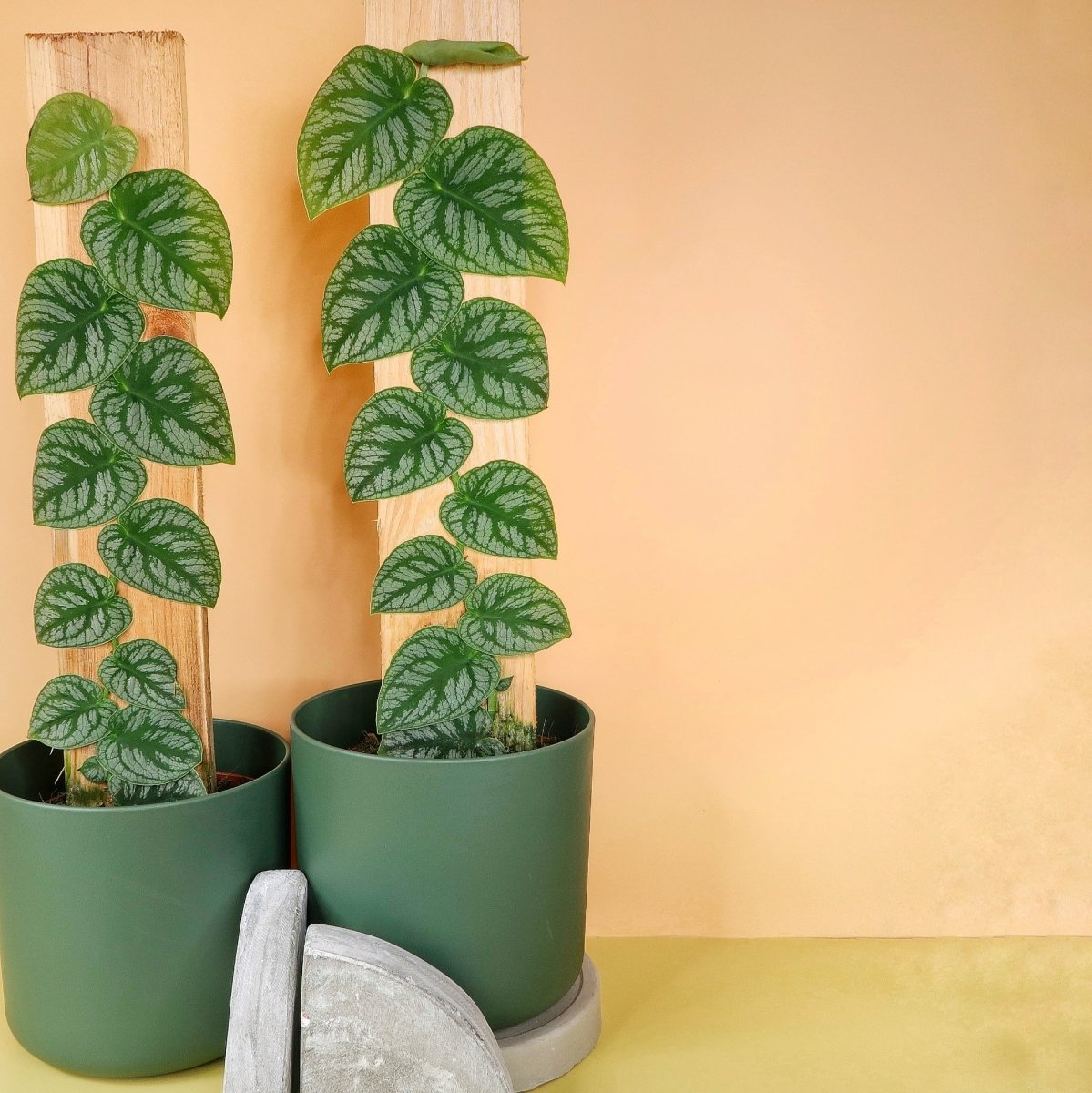 MONSTERA DUBIA online bestellen bei potflourri