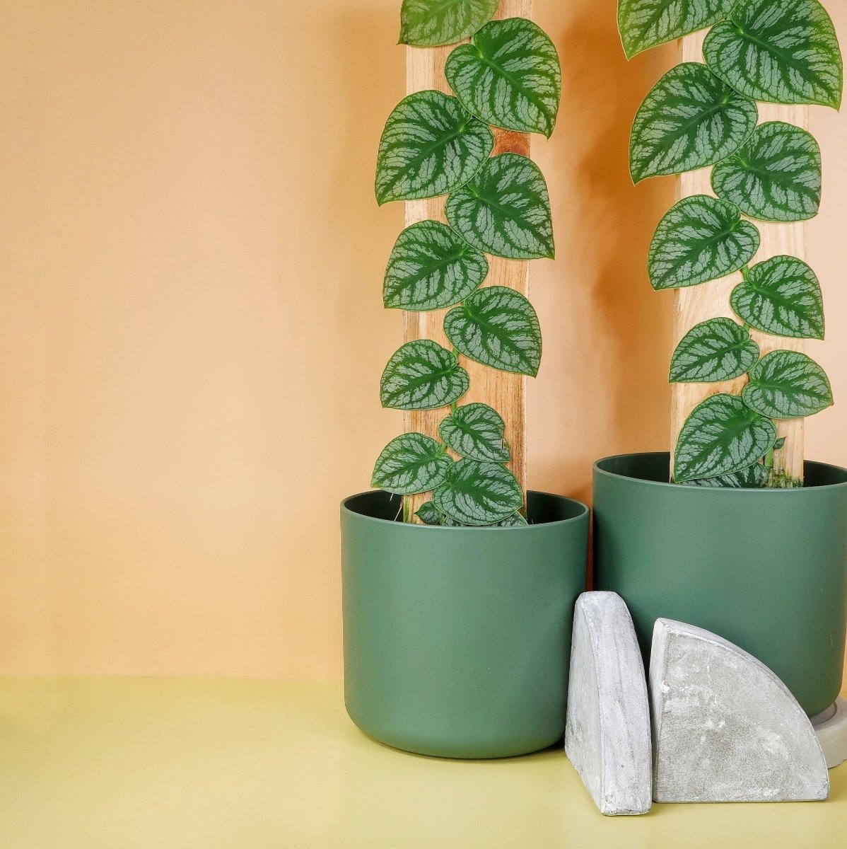 MONSTERA DUBIA online bestellen bei potflourri