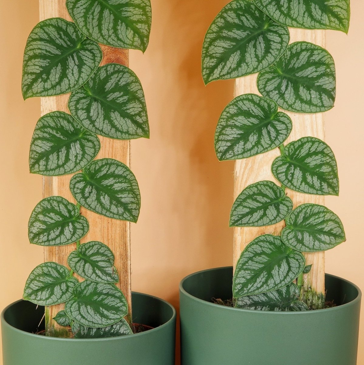 MONSTERA DUBIA online bestellen bei potflourri