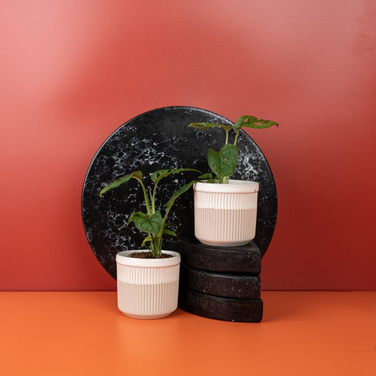 MONSTERA ESQUELETO online bestellen bei potflourri