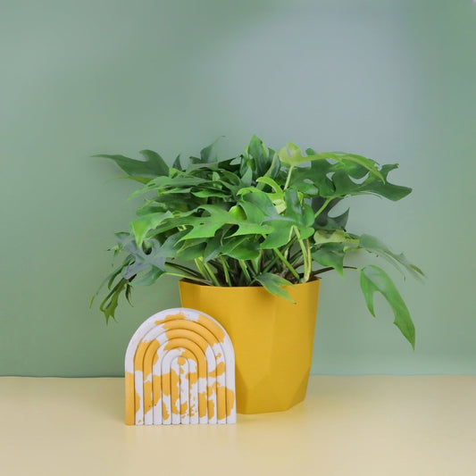 MONSTERA MINIMA online bestellen bei potflourri