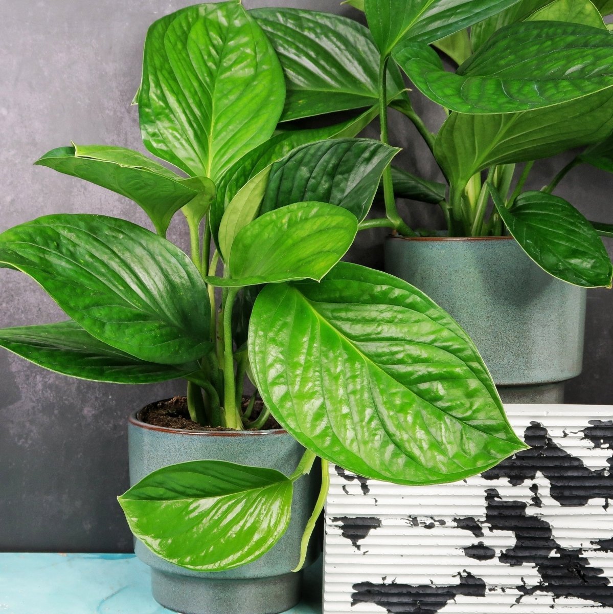 MONSTERA PINNATIPARTITA online kaufen bei potflourri