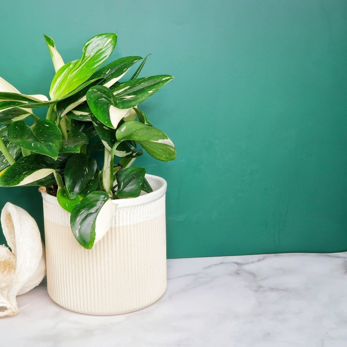 MONSTERA STANDLEYANA VARIEGATA online bestellen bei potflourri