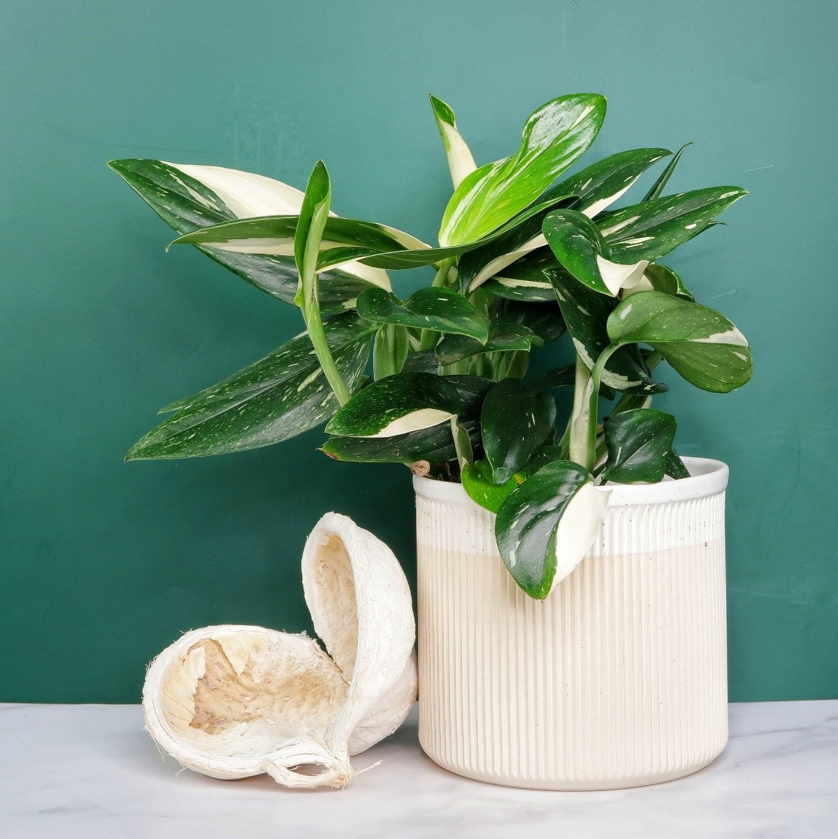 monstera standleyana variegata MONSTERA STANDLEYANA VARIEGATA online kaufen bei potflourri
