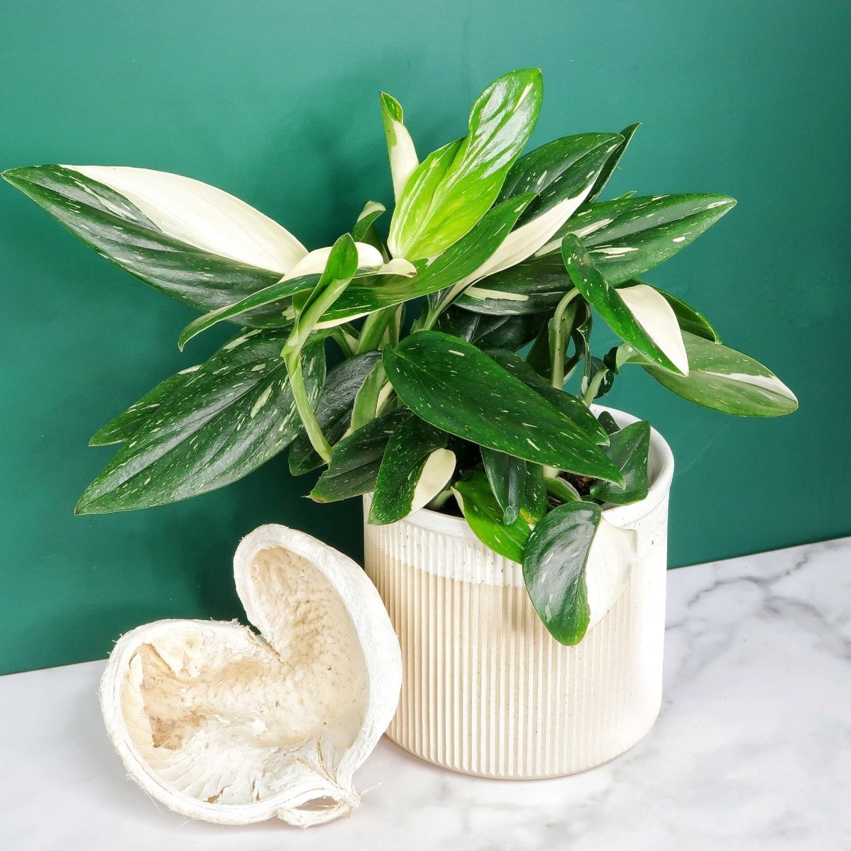 MONSTERA STANDLEYANA VARIEGATA online bestellen bei potflourri