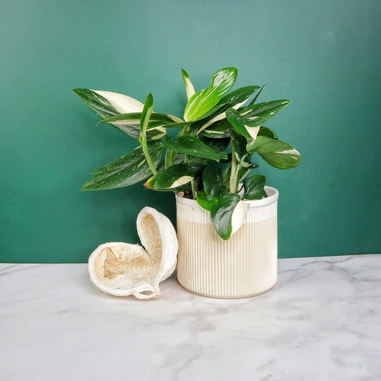 MONSTERA STANDLEYANA VARIEGATA online bestellen bei potflourri