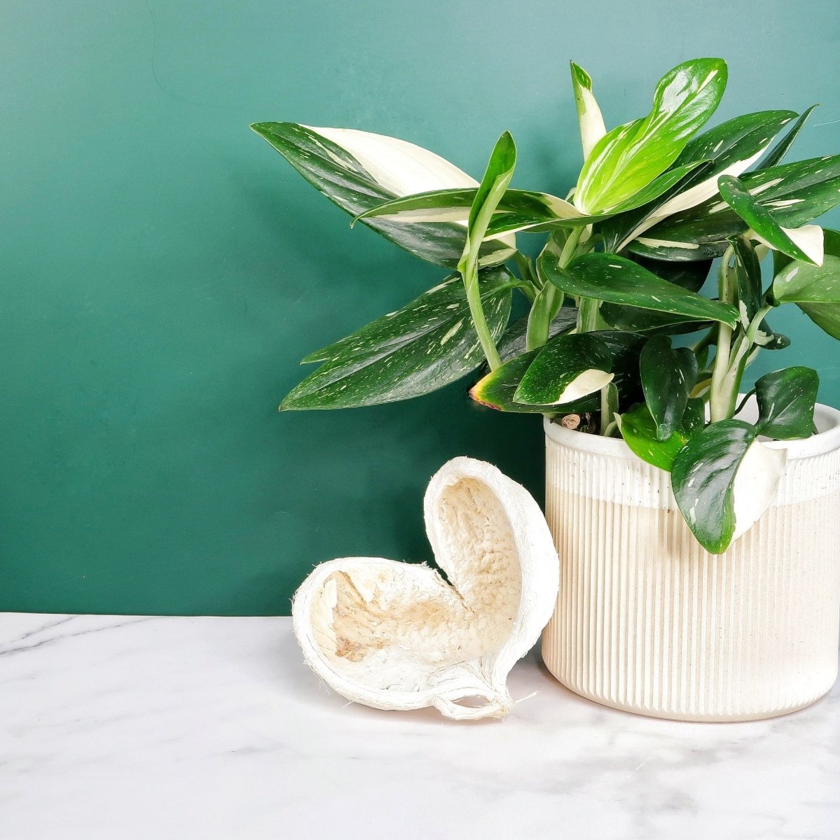 MONSTERA STANDLEYANA VARIEGATA online bestellen bei potflourri