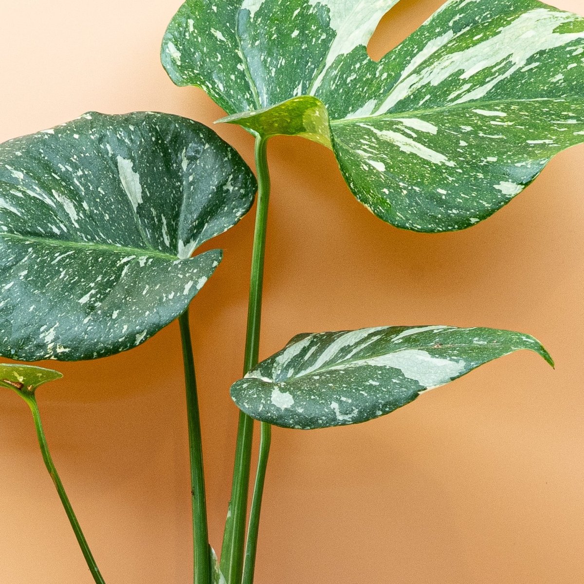 MONSTERA THAI CONSTELLATION online bestellen bei potflourri