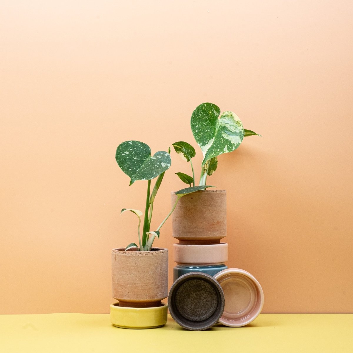 MONSTERA THAI CONSTELLATION online bestellen bei potflourri