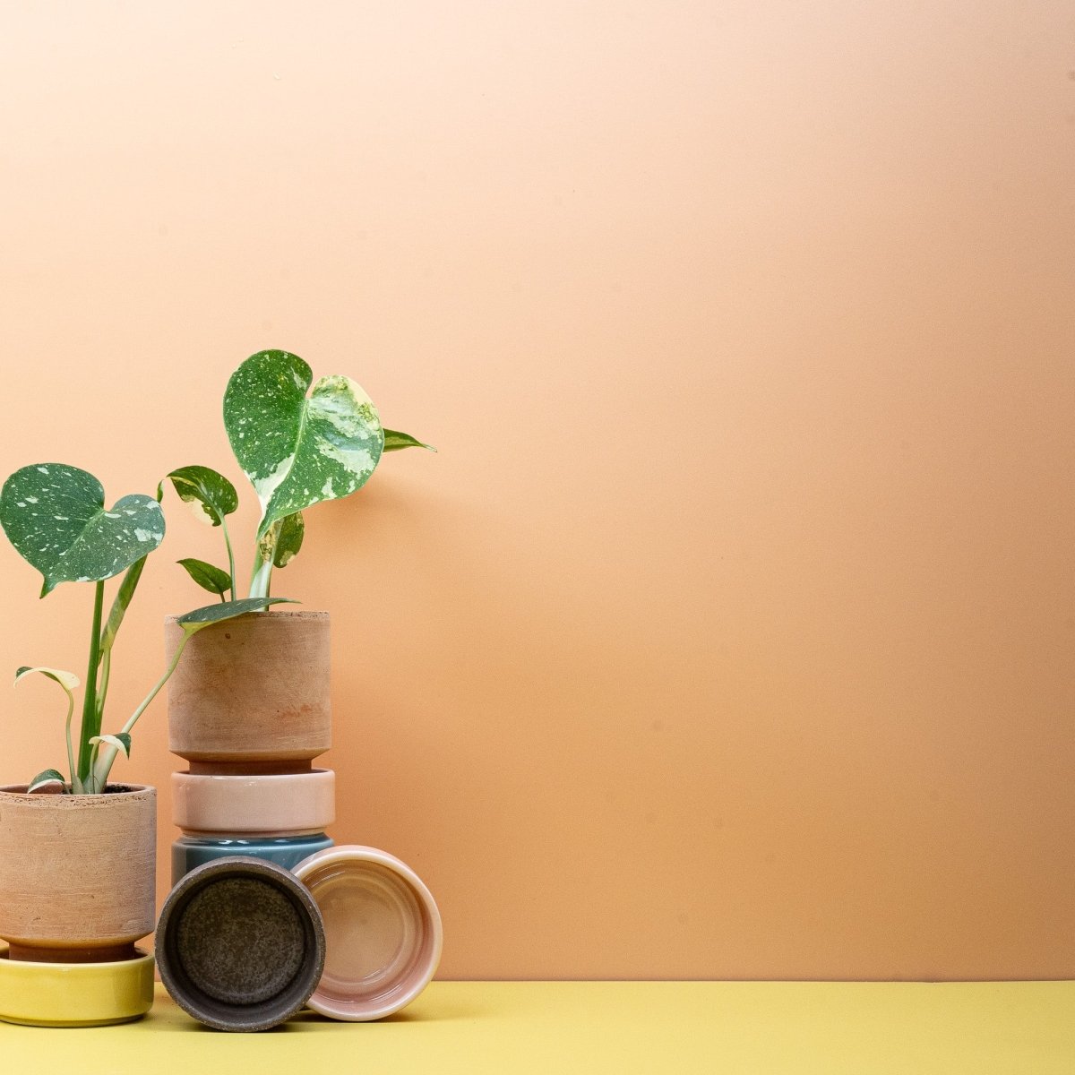 MONSTERA THAI CONSTELLATION online bestellen bei potflourri
