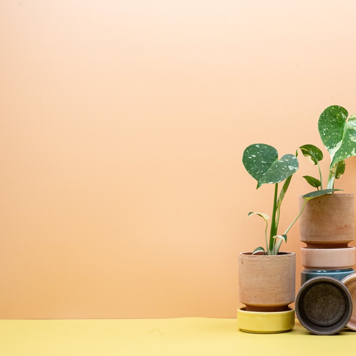 MONSTERA THAI CONSTELLATION online bestellen bei potflourri