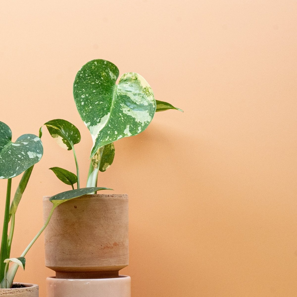 MONSTERA THAI CONSTELLATION online bestellen bei potflourri