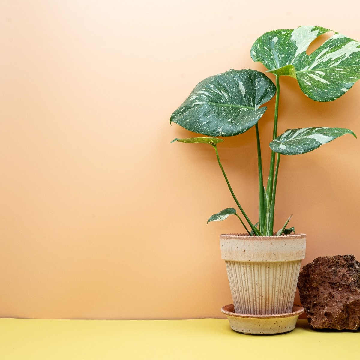 MONSTERA THAI CONSTELLATION online bestellen bei potflourri
