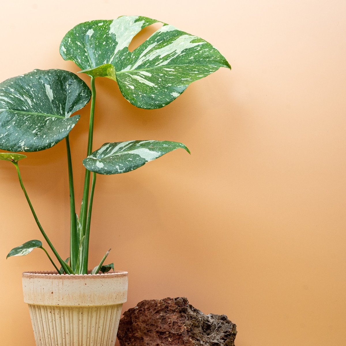 MONSTERA THAI CONSTELLATION online bestellen bei potflourri