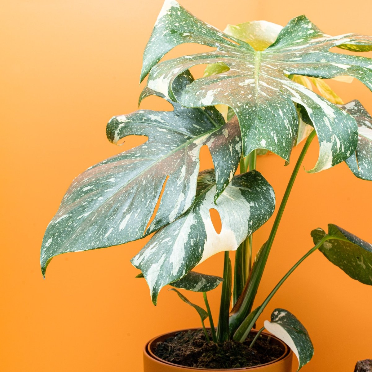 MONSTERA THAI CONSTELLATION online bestellen bei potflourri