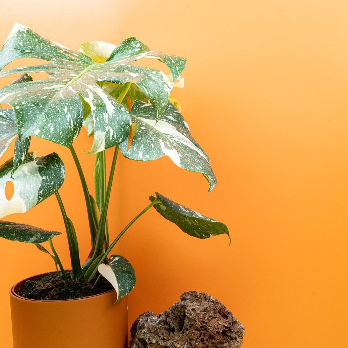 MONSTERA THAI CONSTELLATION online bestellen bei potflourri