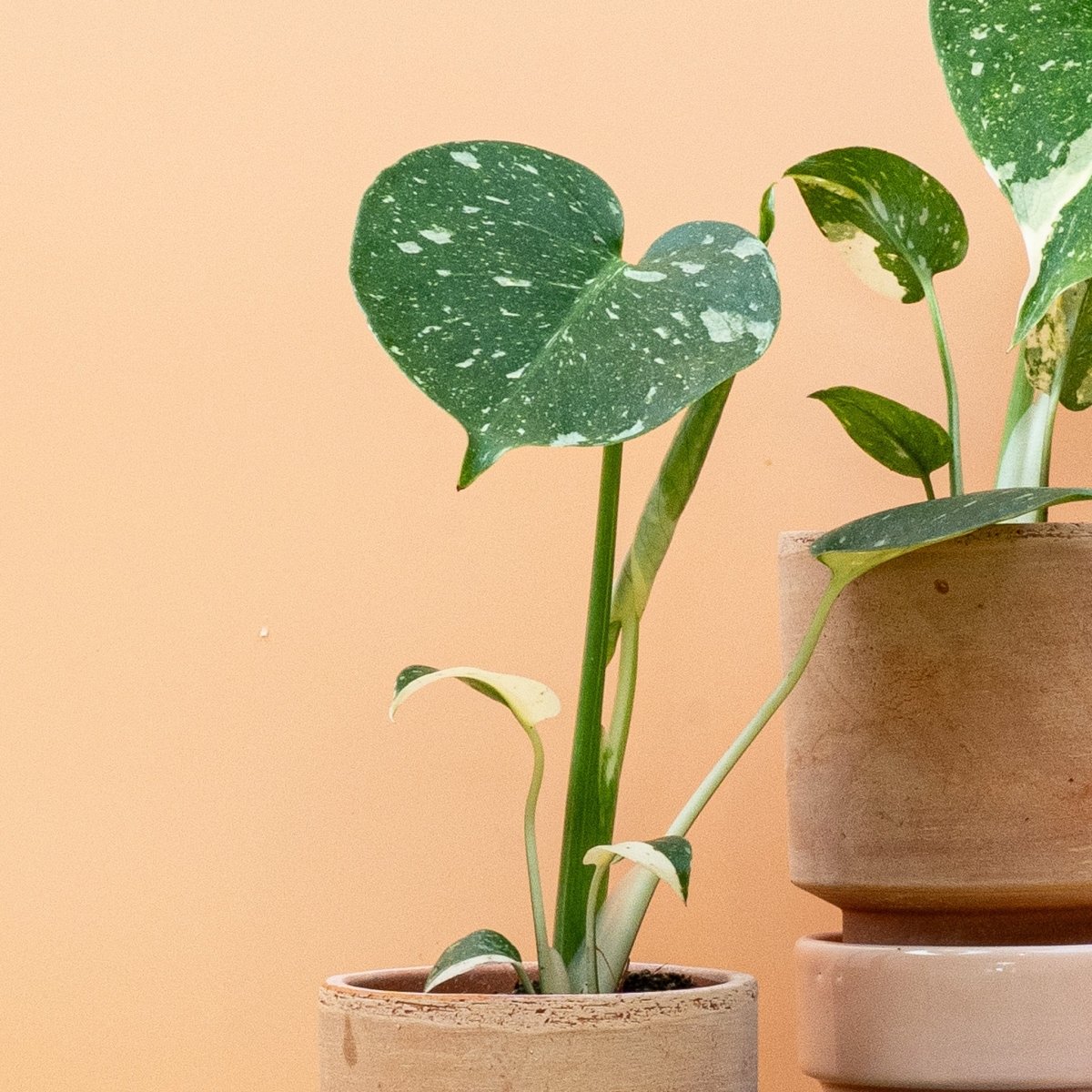 MONSTERA THAI CONSTELLATION online bestellen bei potflourri