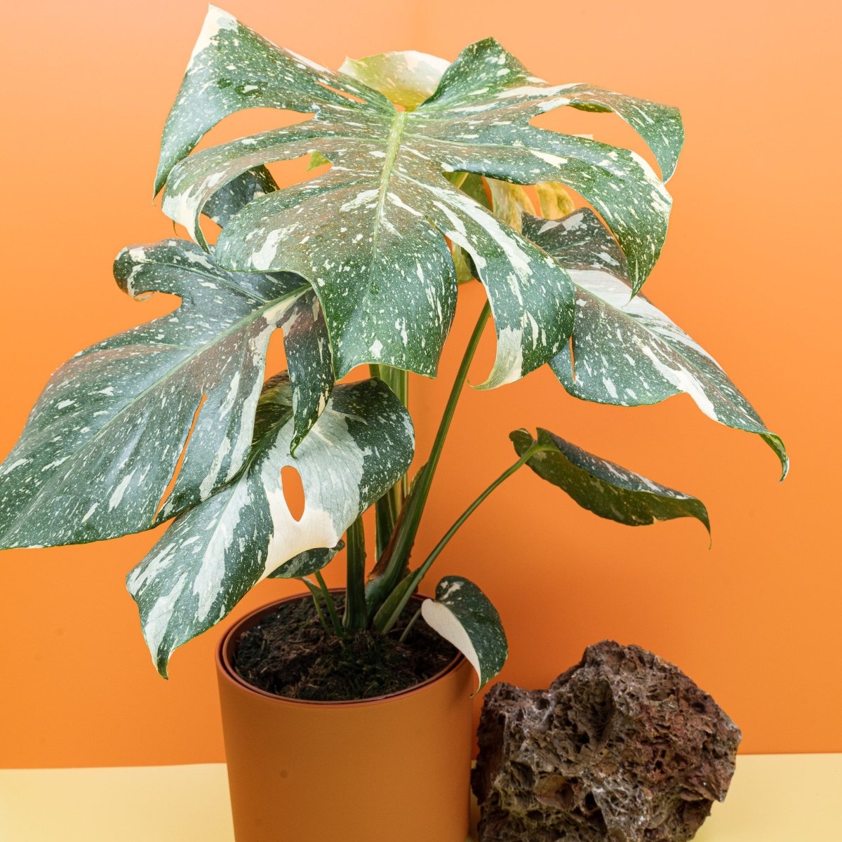 MONSTERA THAI CONSTELLATION online bestellen bei potflourri