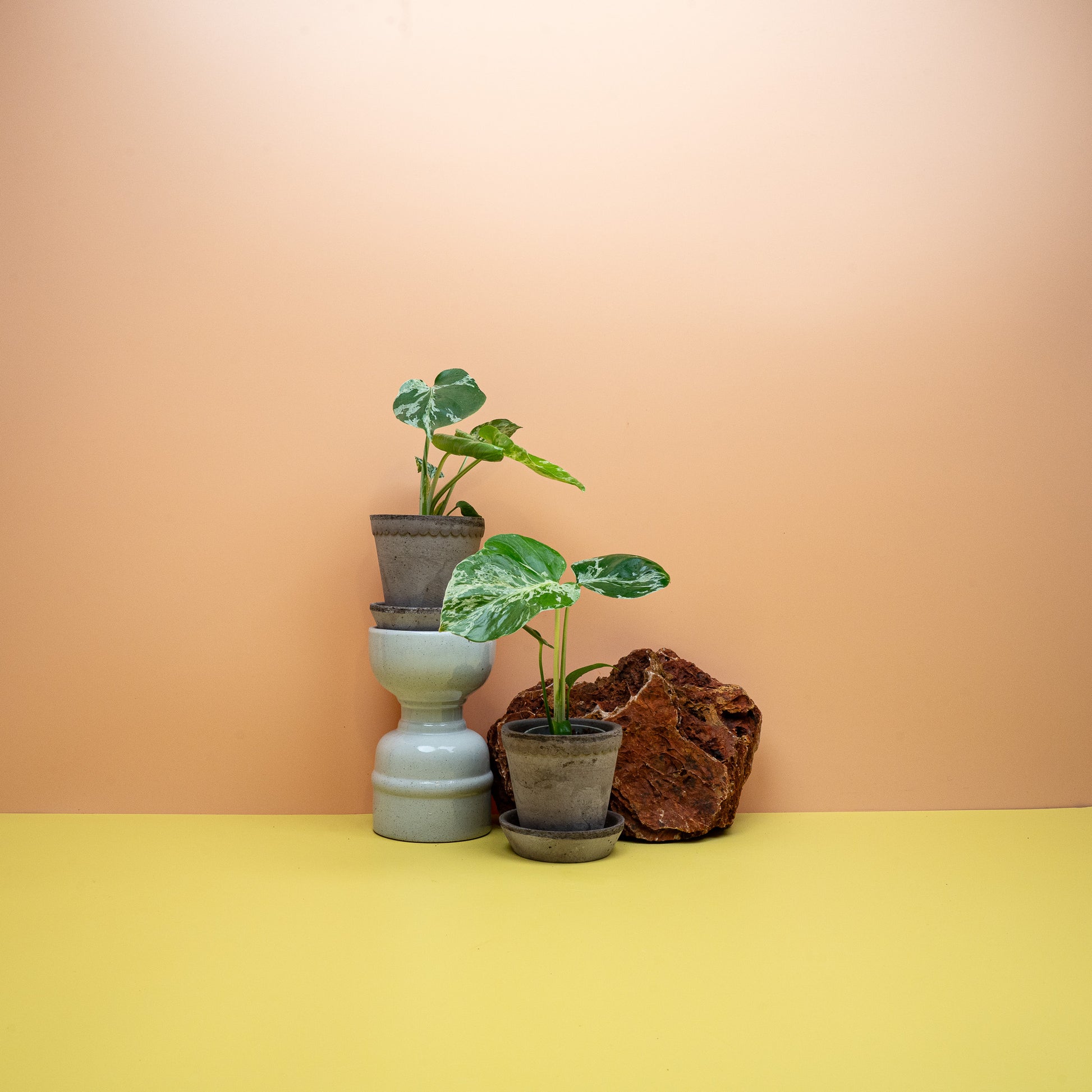Monstera Bulbarsaur mit cremeweiß marmorierten Blättern im 6-cm-Topf – potflourri
