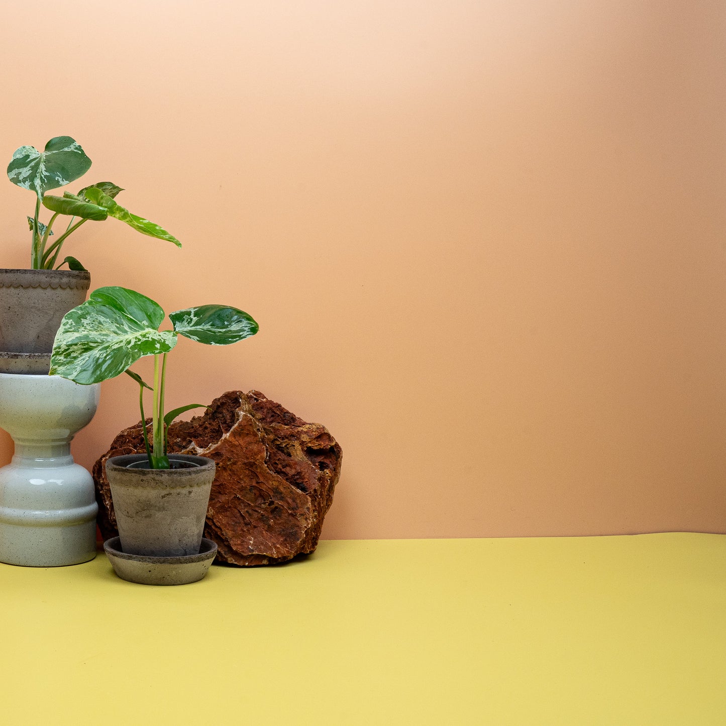 Junge Monstera Bulbarsaur mit herzförmigen, weiß gesprenkelten Blättern – potflourri