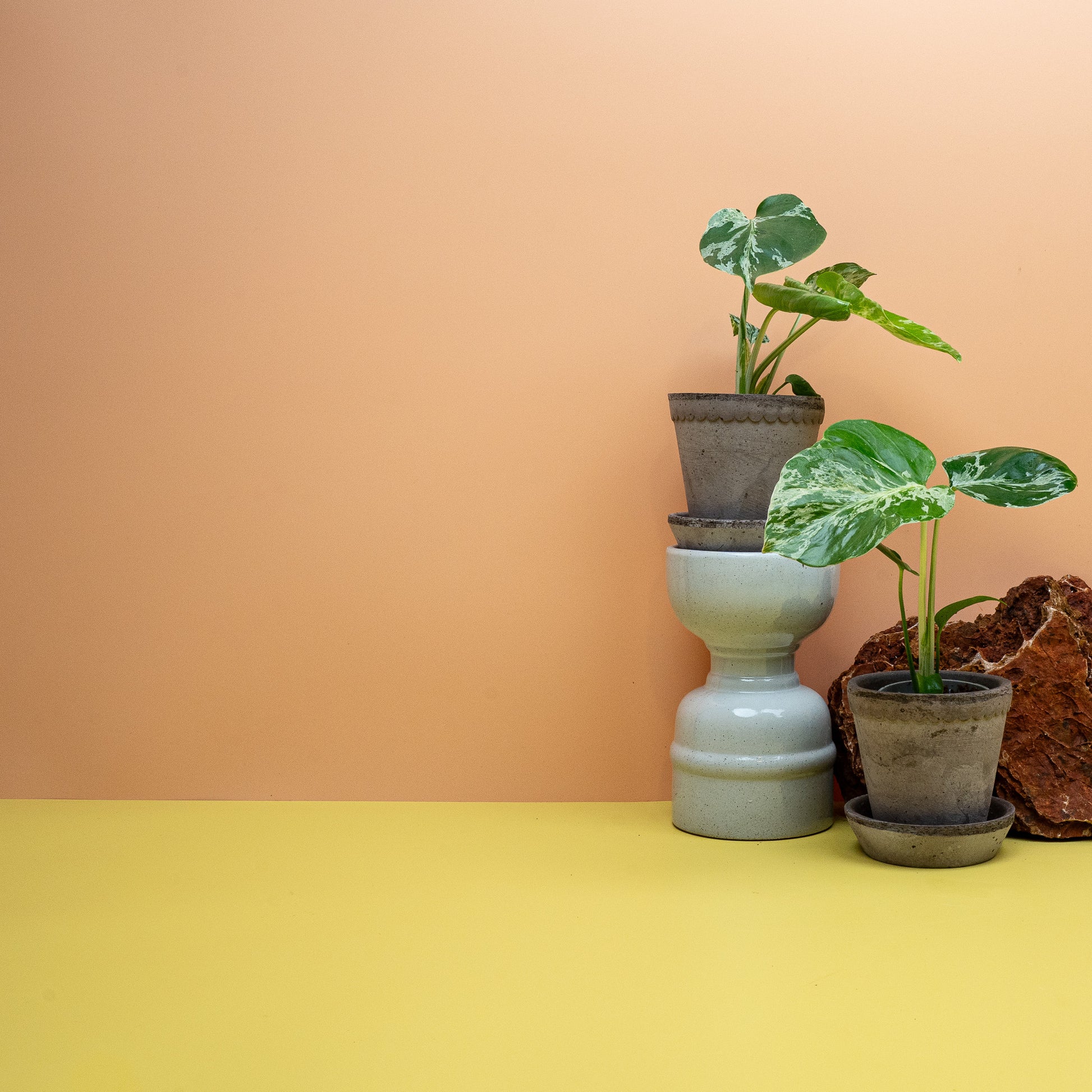 Monstera Bulbarsaur Babyplant, Blattzeichnung in Cremeweiß auf sattem Grün – potflourri