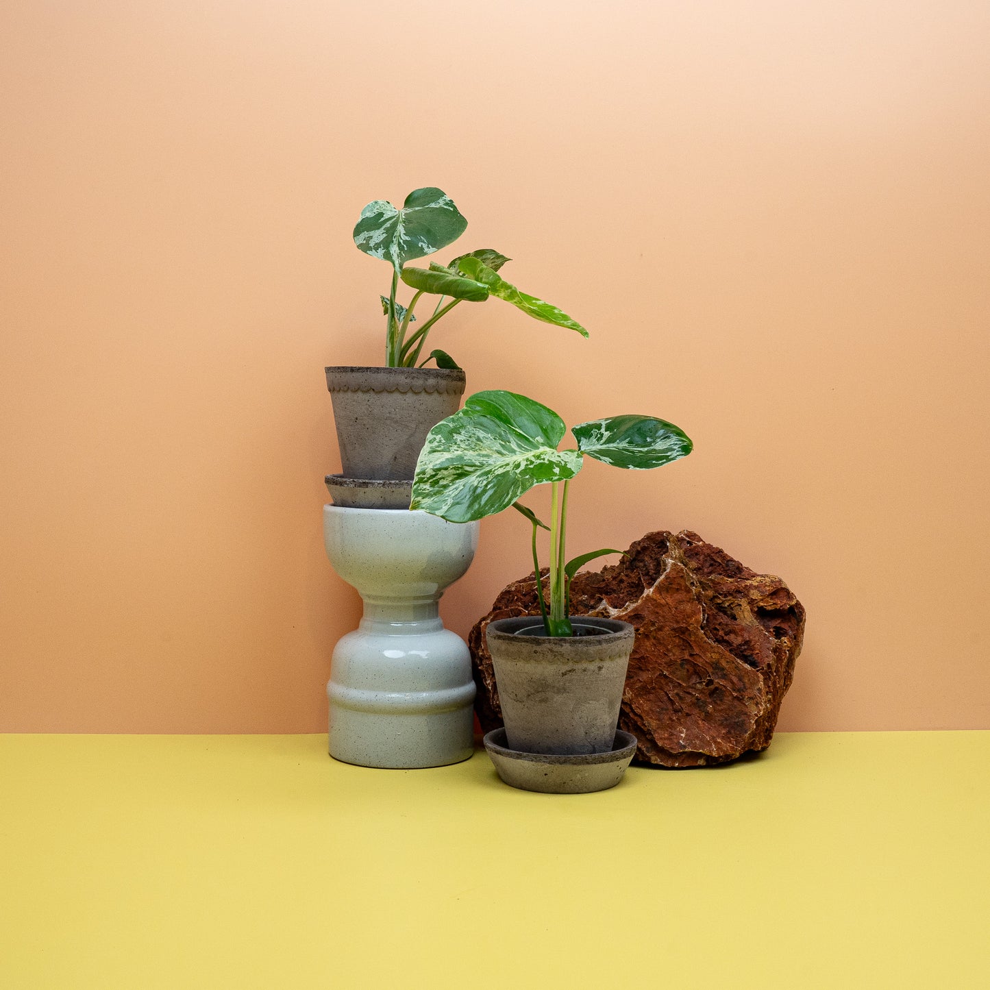 Panaschierte Monstera deliciosa Bulbarsaur als Zimmerpflanze – potflourri