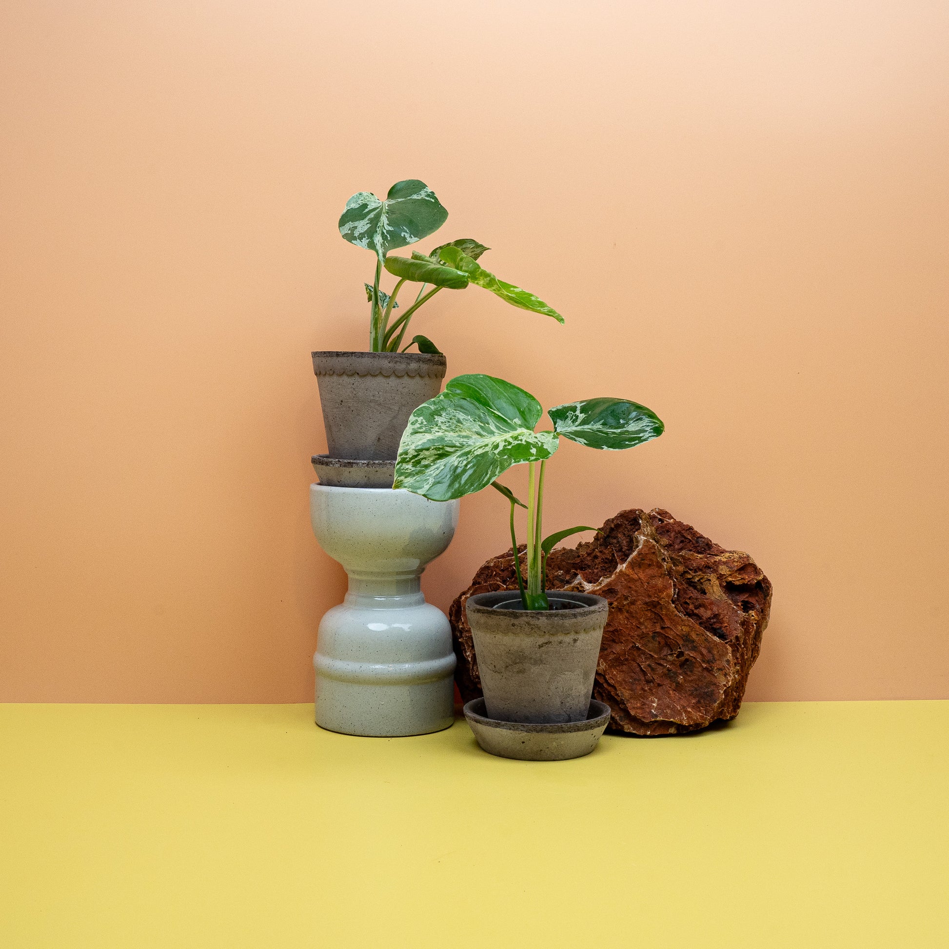 Panaschierte Monstera deliciosa Bulbarsaur als Zimmerpflanze – potflourri