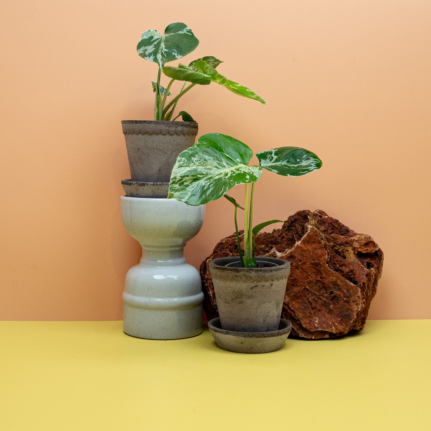 Monstera Bulbarsaur in Größe XS, panaschiertes Fensterblatt für helle Standorte – potflourri