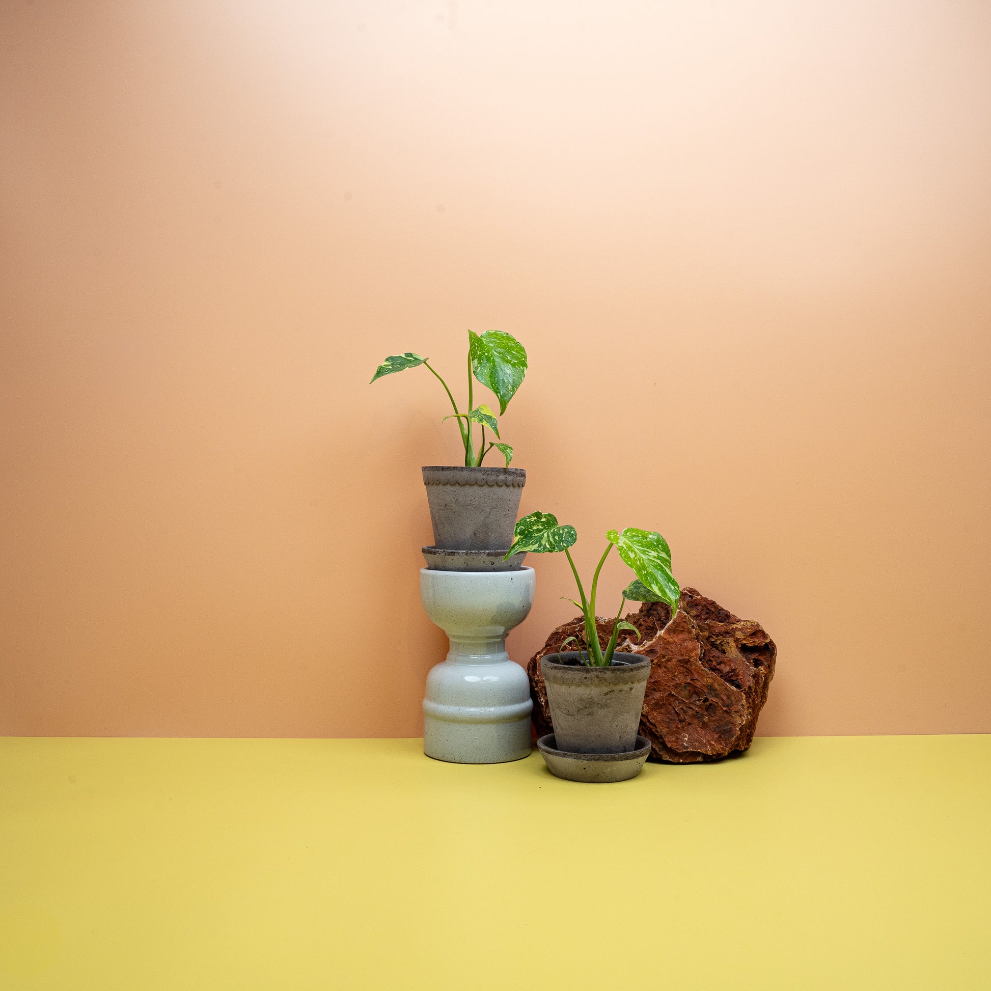Monstera Electro Light mit gelb gesprenkelten Blättern im 6-cm-Topf – potflourri