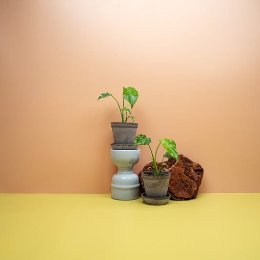 Monstera Electro Light mit gelb gesprenkelten Blättern im 6-cm-Topf – potflourri