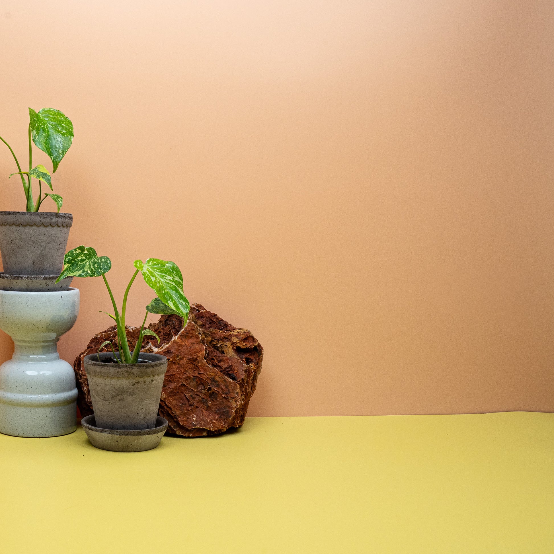 Junge Monstera Electro Light mit herzförmigen, gelb panaschierten Blättern – potflourri