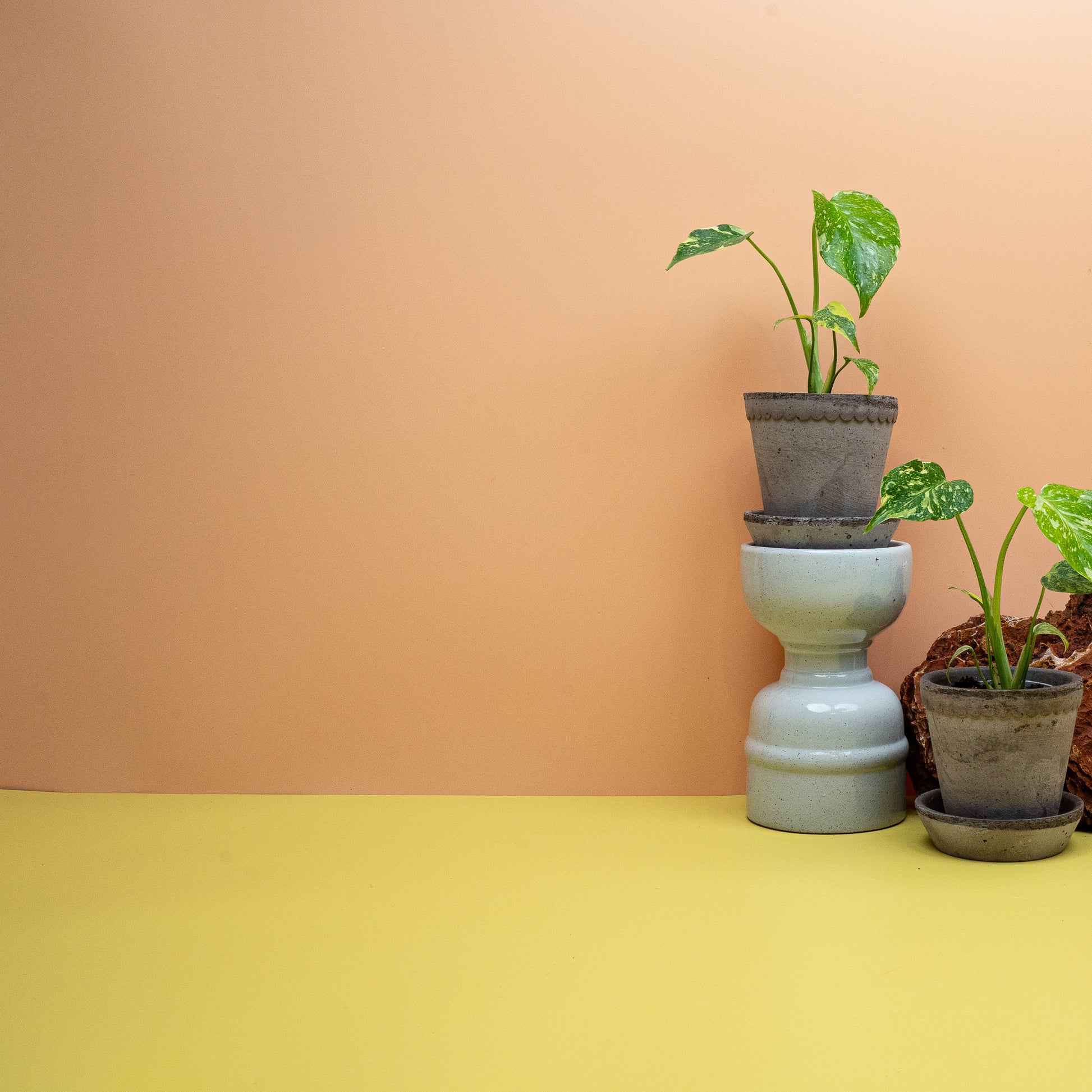 Monstera Electro Light Babyplant, limettengrüne Sprenkelung auf sattem Grün – potflourri