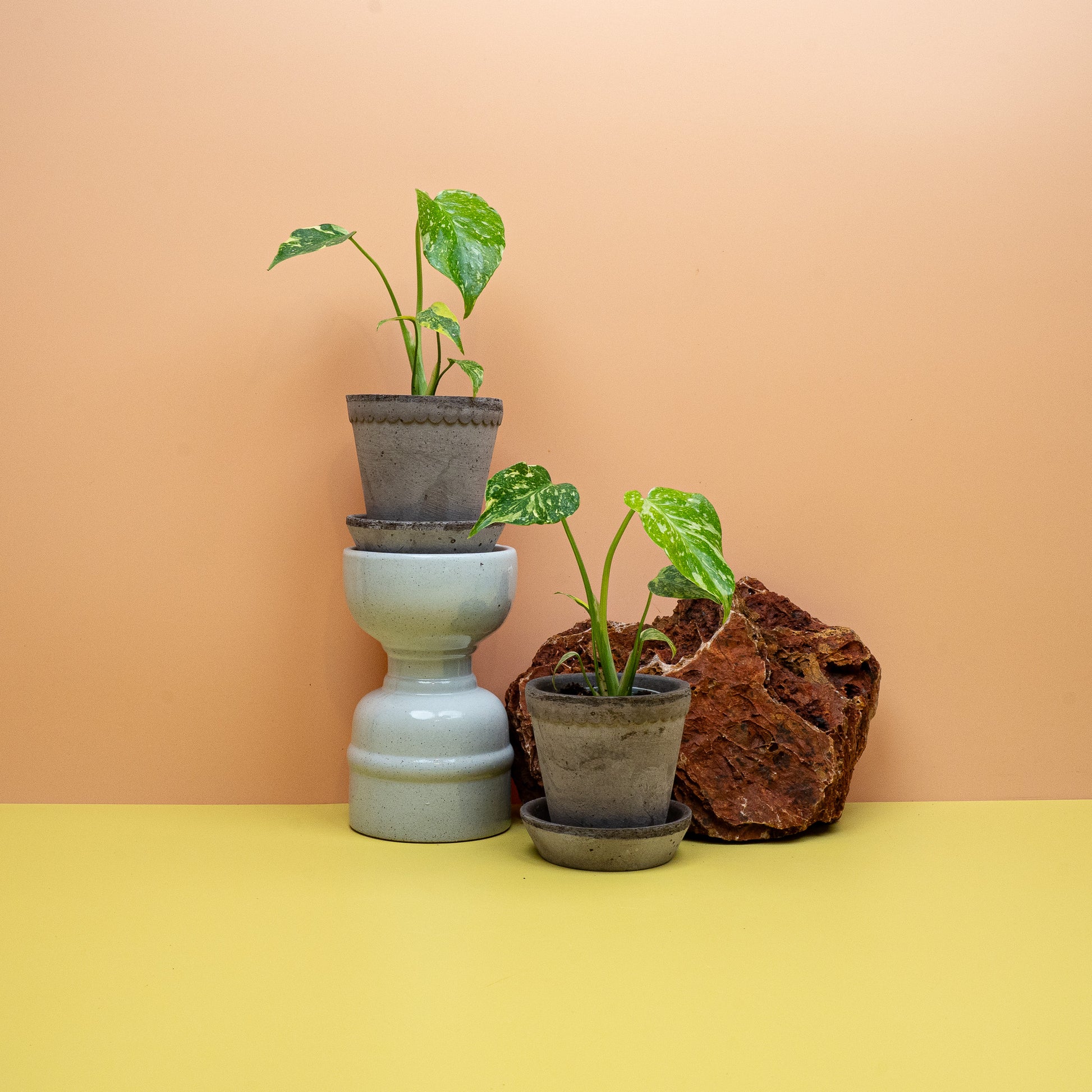 Panaschierte Monstera deliciosa Electro Light als Zimmerpflanze – potflourri
